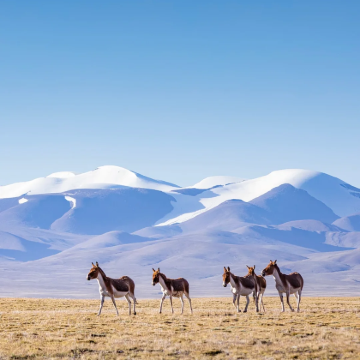 可可西里国家级自然保护区+乌素特水上雅丹地质公园2日1晚私家团