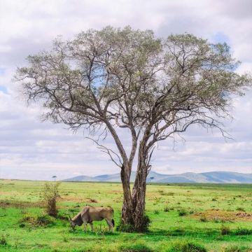 肯尼亚安博塞利+马赛马拉国家公园+纳库鲁+阿伯德尔国家公园+奈瓦沙湖9日8晚私家团