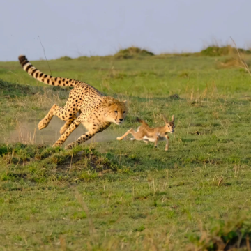肯尼亚内罗毕+马赛马拉国家保护区+纳库鲁+安波塞利国家公园+奈瓦沙7日6晚拼小团