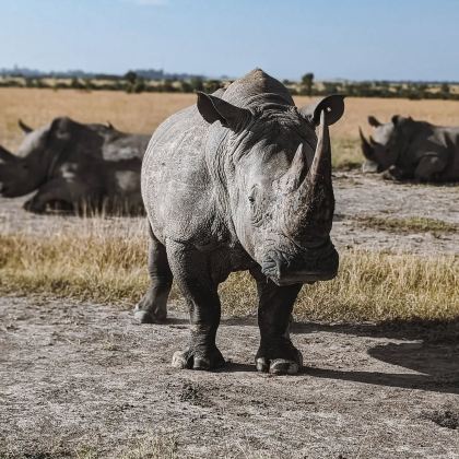 肯尼亚马赛马拉国家公园+甜水野生动物保护区+肯尼亚山动物孤儿院+奈瓦沙7日6晚私家团