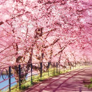 日本北海道+带广+阿寒湖+网走+札幌7日6晚私家团