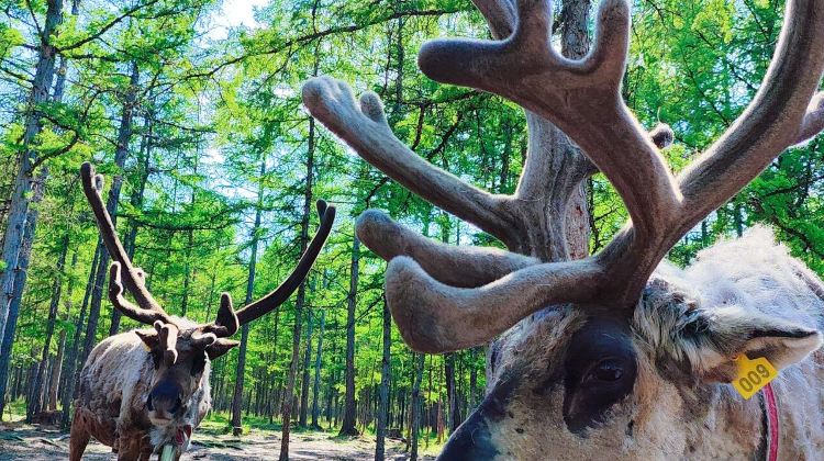 5D4N · Group Tours · Heilongjiang + Mohe + Arctic Village + Beihong Village + The First Bay of Longjiang