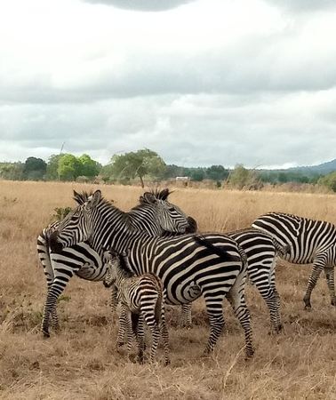 3D2N • 3 Days Safari to Mikumi NP - Accommodation Inside the Park