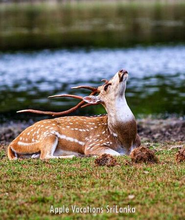 2D1N • 2 Day Tour to Minneriya & Wilpattu National Park From Colombo