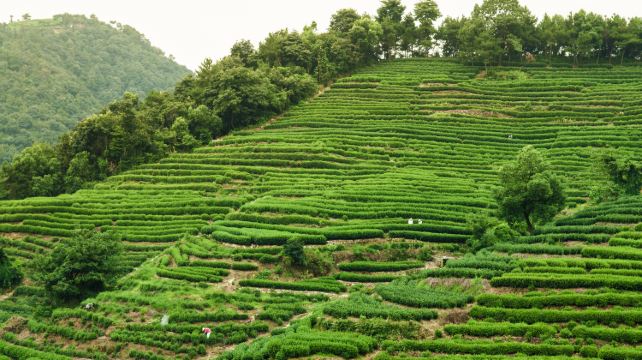 5-Day China Jiangnan Cultural Private Tour from Suzhou to Hangzhou· Hanshan Temple, Shantang Street, Lion Grove Garden, West Lake and Lingyin Temple