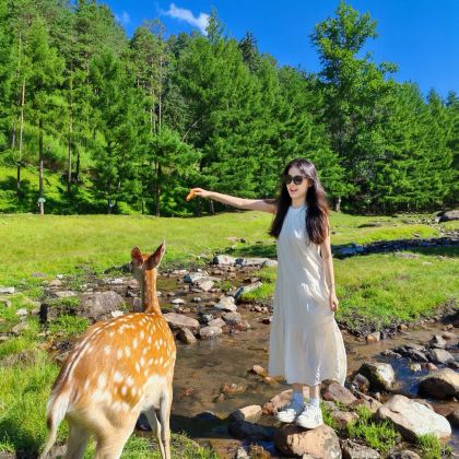 哈尔滨+伊春+五大连池市+齐齐哈尔+大庆7日6晚跟团游