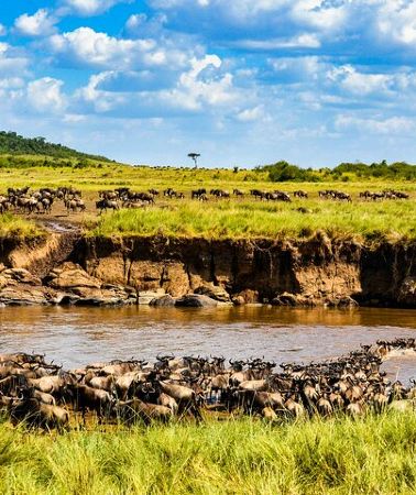 4D3N • 4 Days Group Joining Budget Safari To Masai Mara And Lake Nakuru