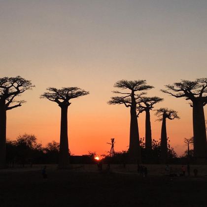 塞舌尔+毛里求斯+留尼汪（法属）+马达加斯加+猴面包树大道15日13晚私家团