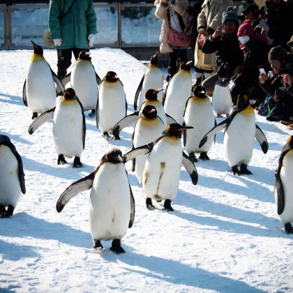 旭川6日5晚私家团