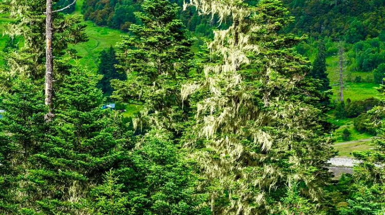 9D8N · Group Tours · Chian + Tibet + Lhasa + Potala Palace + Nyingchi + Basum Tso + Laigu Glacier + Lulang Forest + Bomi + Yamdrok Lake 