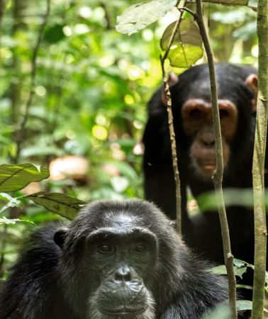 3D2N • Kibale National Park Chimpanzee Trekking, Culture, Farm tour