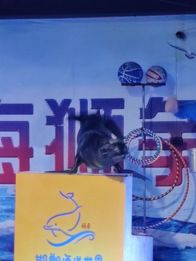 邯郸·海洋世界旅行图片 1