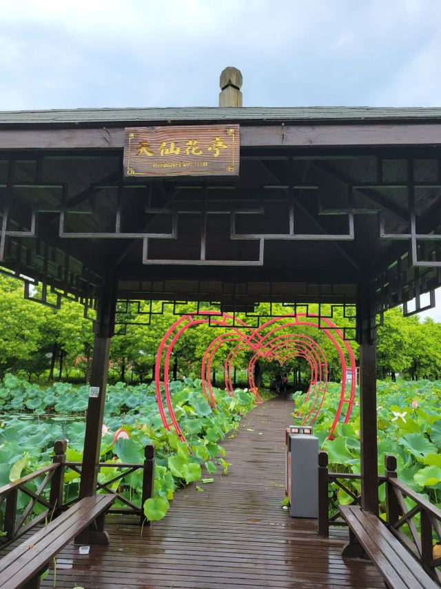 上海崇明荷花博览园旅行图片 6