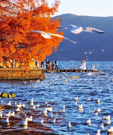 6D5N • No surcharge for Christmas & Flexible and adjustable itinerary: Kunming + Dali + Lijiang + Yuxi -  Fuxian Lake + Pink Beach + The Dream Land + Erhai Lake + Xizhou tie-dye + Yulong Snow Mountain