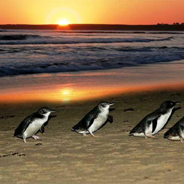 澳大利亚悉尼+墨尔本8日6晚私家团