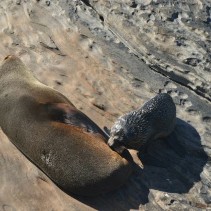 澳大利亚阿德莱德+袋鼠岛+澎湃粉红湖+南澳博物馆+神奇岩石+旗舰拱门+南澳美术馆+圣彼得座堂5日4晚私家团