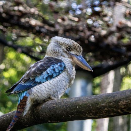 澳大利亚悉尼+墨尔本+大洋路步道9日7晚私家团