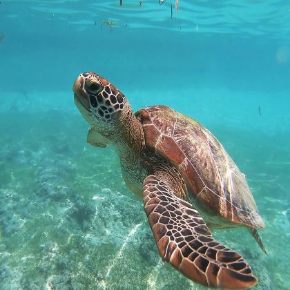 澳大利亚悉尼+凯恩斯+大堡礁+库兰达12日9晚拼小团