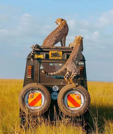 2D1N • Kenya Maasai Mara National Reserve Deep Safari Hunting&Experience 'Crossing the Milky Way'