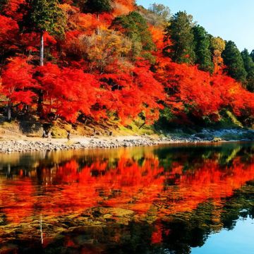 大阪+京都+名古屋+金泽+白川乡+岚山嵯峨野观光小火车+下吕温泉+高山阵屋11日10晚私家团