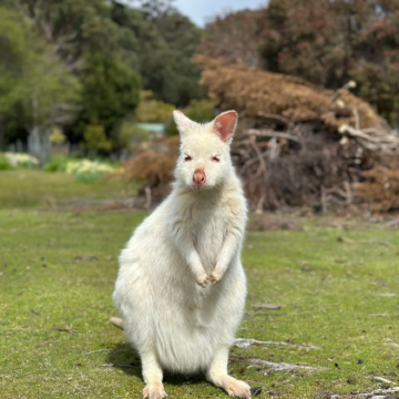 澳大利亚霍巴特+布鲁尼岛+塔斯曼半岛5日4晚私家团