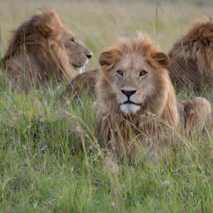 肯尼亚12日11晚拼小团