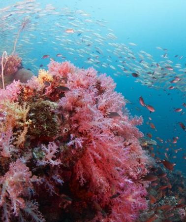 3D2N • Phi Phi Islands: PADI Open Water Diver Course with 5 Dives