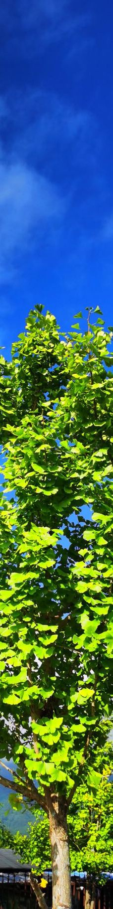 火山地热国家地质公园-腾冲