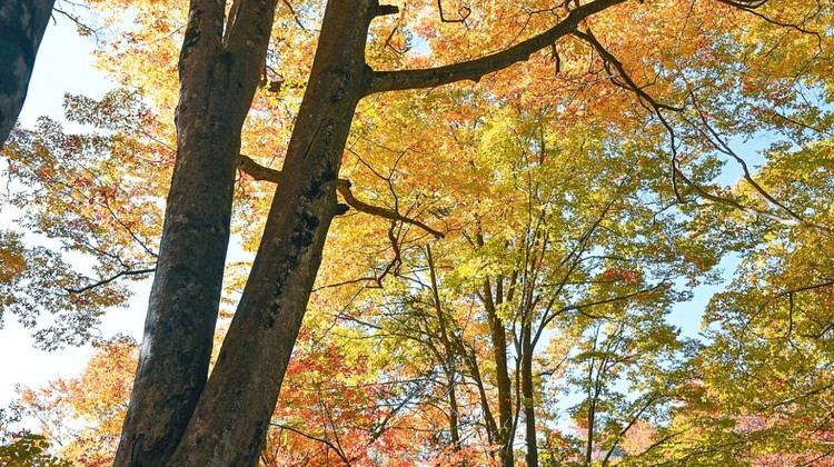 探秘古蜀文明：三星堆+都江堰3日游全攻略