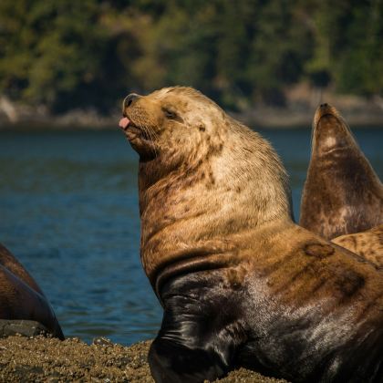 库克山+特卡波湖+皇后镇8日7晚私家团