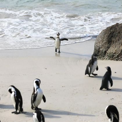 南非约翰内斯堡+伊丽莎白港+花园大道+开普敦+克留格尔国家公园9日8晚私家团