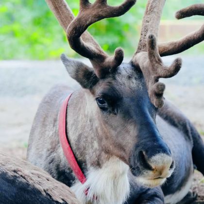 哈尔滨+漠河+北极村+北红村6日5晚私家团