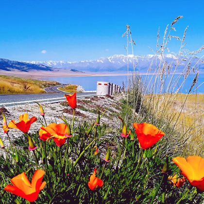 新疆北疆+喀纳斯景区+禾木风景区+赛里木湖7日6晚私家团