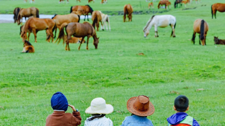 秦皇岛+承德+坝上6日5晚私家团·【大海草原奇遇记】越野穿越内蒙草原&民俗那达慕·射箭·骑马·牧民人家丨帆船出海·喂海鸥+沙滩下午茶亲子时光丨避暑山庄赠大咖讲解「神秘鄂温克&投喂羊驼驯鹿」山海关登城楼&司马台长城