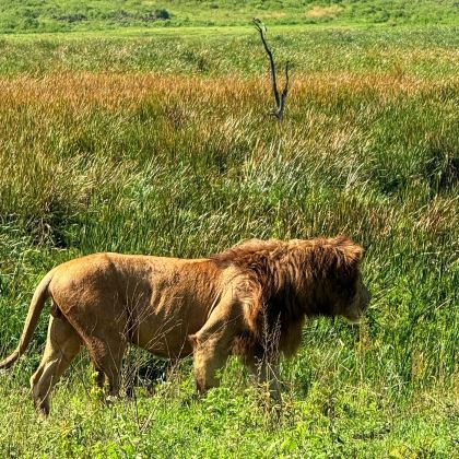 坦桑尼亚+塞伦盖蒂国家公园+恩戈罗恩戈罗火山口+桑给巴尔岛12日10晚拼小团