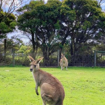 澳大利亚墨尔本+悉尼+大洋路+菲利普岛9日7晚拼小团