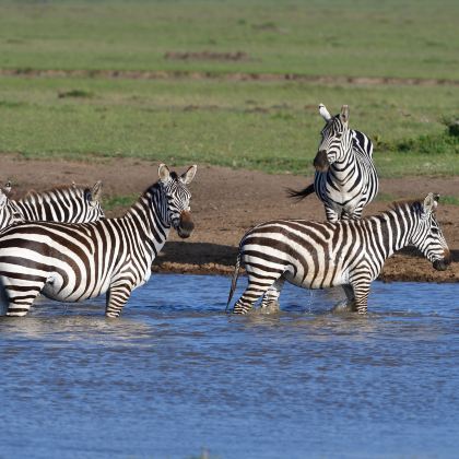 肯尼亚7日6晚私家团