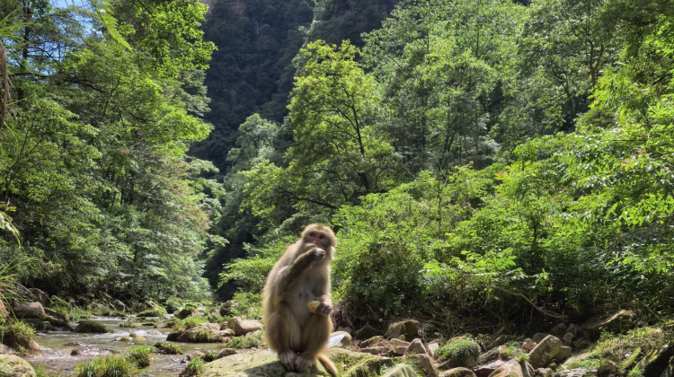 5-Day Tianzishan + Changsha + Zhangjiajie + Tianmen Mountain National Forest Park