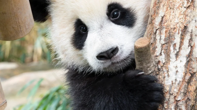 5D4N · Private Tours · Sichuan Highlights : Jiuzhaigou & Huanglong & Sanxingdui & Panda Base. Direct high-speed rail. Free Sichuan Opera Face-changing + Complimentary SIM & adapter on inquiry
