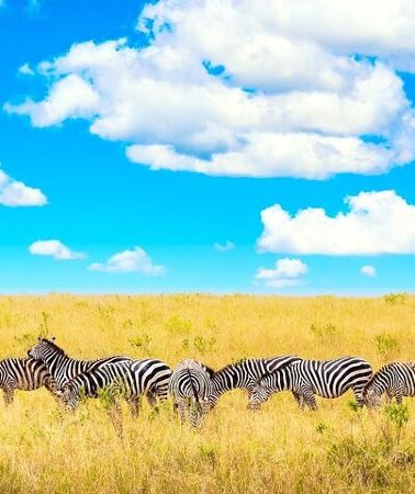 2D1N • Overnight Tour in Amboseli National Park from Nairobi