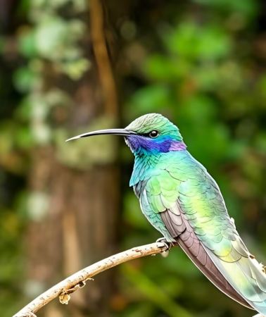 5D • Deep ecological adventure tour in Peru's Manú National Park
