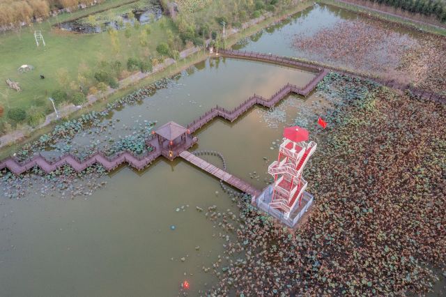 上海崇明荷花博览园旅行图片 8