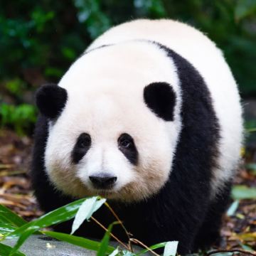 重庆+成都+三星堆博物馆6日5晚私家团