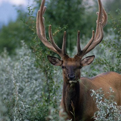 加拿大温哥华+班夫+贾斯珀+幽鹤国家公园+卡尔加里卡尔加里塔+加拿大落基山脉9日8晚拼小团