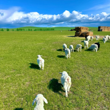 呼伦贝尔+漠河8日7晚私家团