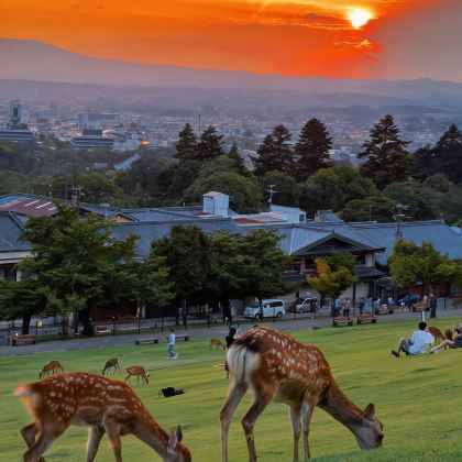 大阪+奈良市+京都+富士山+东京7日6晚私家团