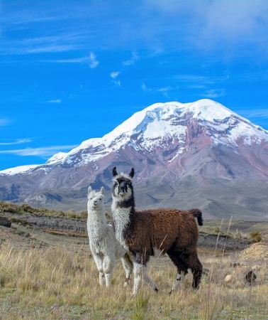 5D4N • Quito to Cuenca 4 or 5-Day Tour with Cotopaxi, Quilotoa, Baños and Chimborazo