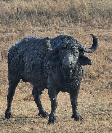3D2N • Safari 3days From Zanzibar To Mikumi National Park by ferry