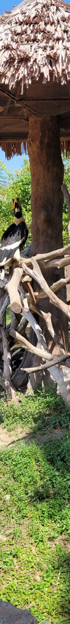 上海野生动物园-上海