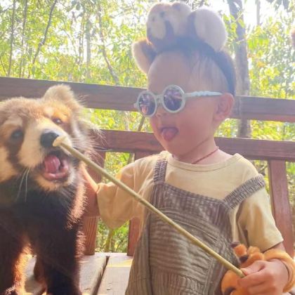 普洱+澜沧景迈山+翁基布朗族老寨2日拼小团